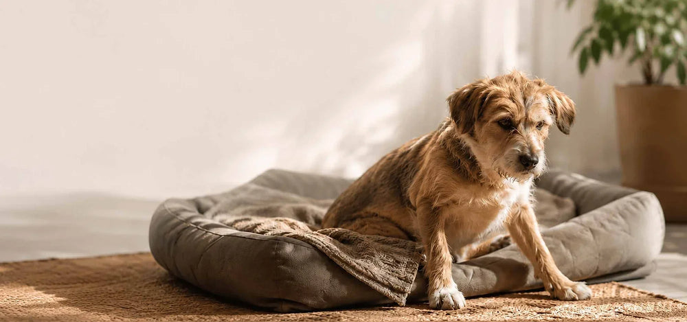 Hund steht schwer auf - älterer Hund beim aufstehen