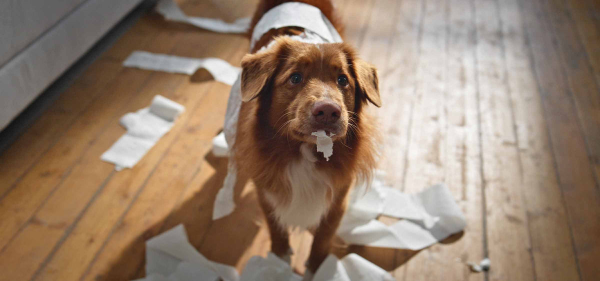 Hilfe, mein Hund kaut alles an: Ursachen und Tipps