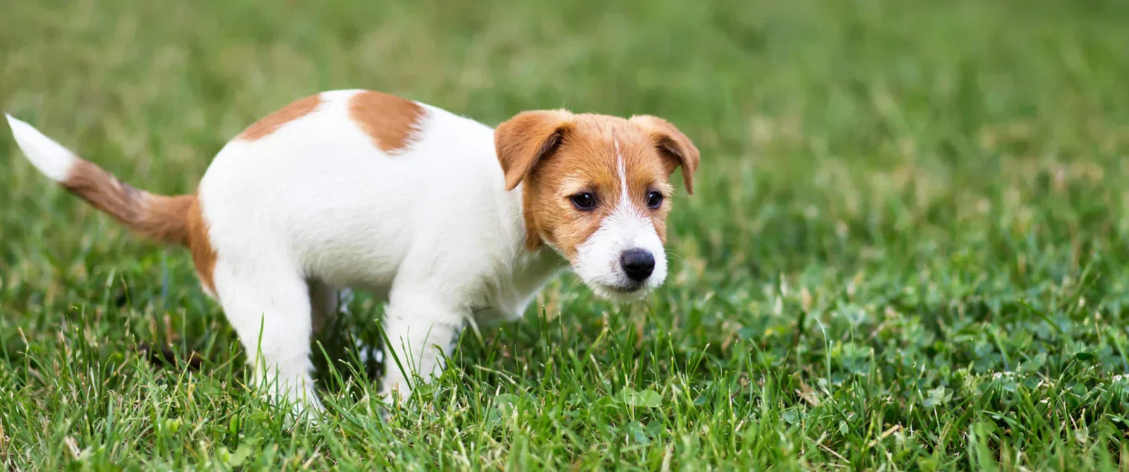 Hundekot Guide: Woran erkennst du einen gesunden Kot?