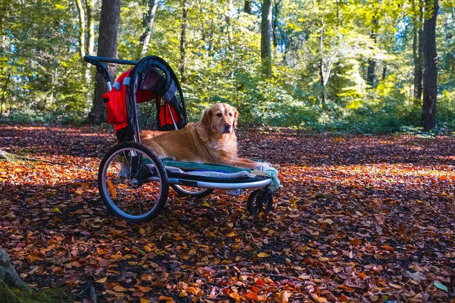 Arthrose beim Hund: Alles, was du wissen musst