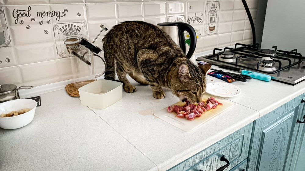 Katze isst Fleisch von Tisch. Barfen: Vorteile, Nachteile, Rezepte