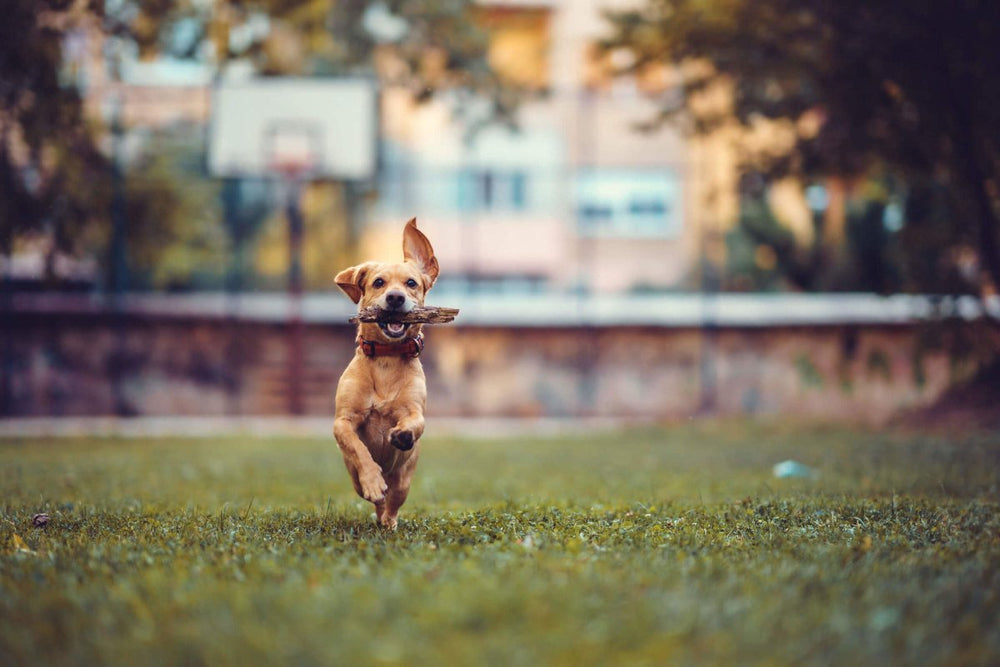Gesunder Hund rennt mit dem Stock im Mund - Bewegung bei Hunden