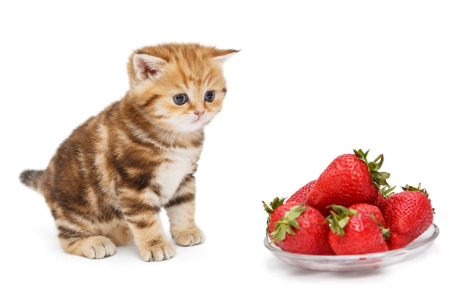 Kitten sitzt neben Erdbeerschale - Fruchtiger Genuss oder gefährlich?
