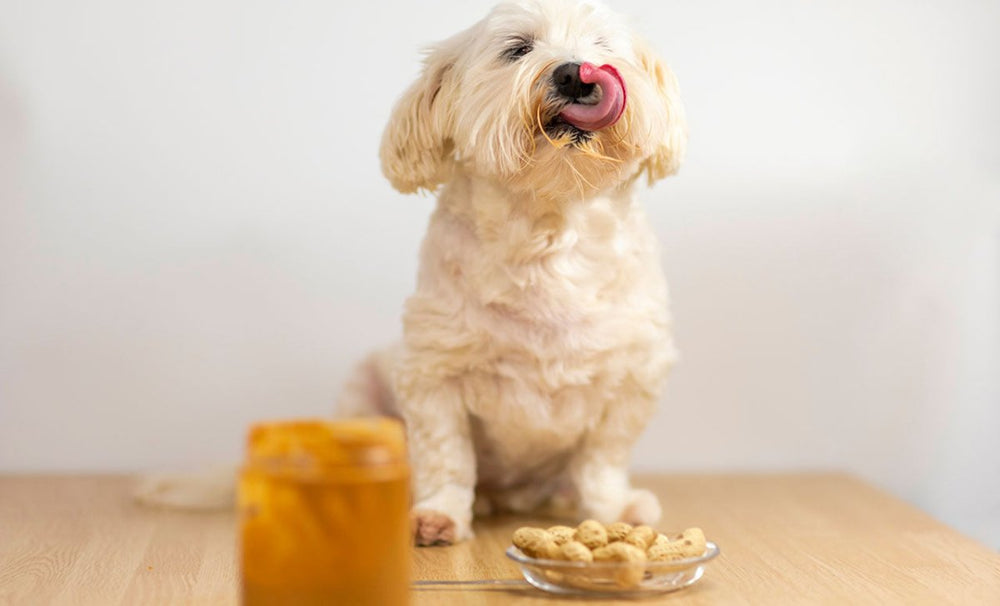 Hund sitzt vor der Schale mit Erdnüsse - dürfen Hunde Erdnüsse essen?