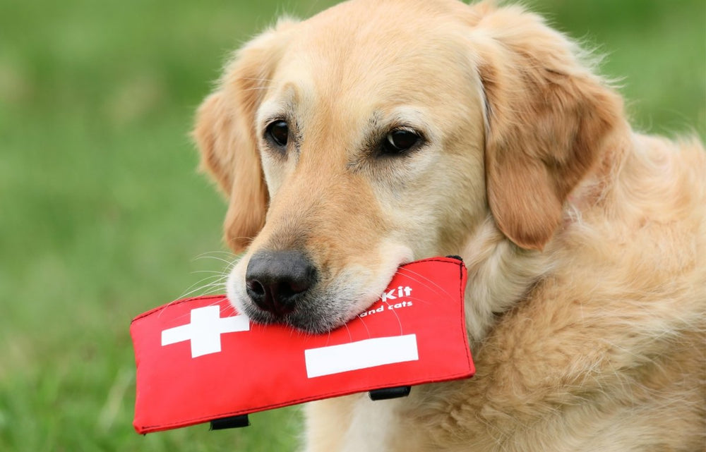 Erste Hilfe beim Hund – So hilfst du deinem Vierbeiner im Notfall richtig - ALPHAZOO