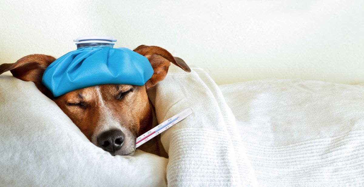 Kranker Hund mit Thermometer im Mund - Fieber beim Hund erkennen und behandeln