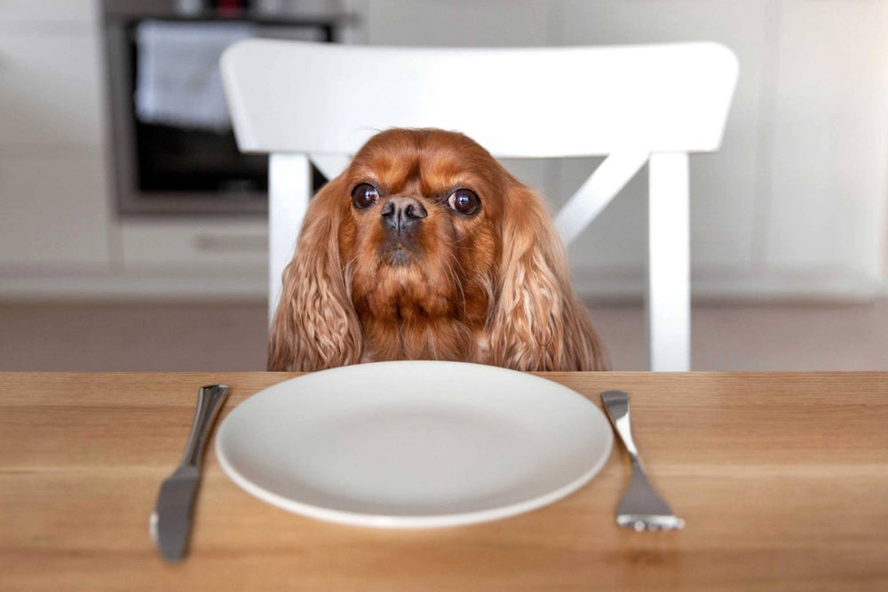 Hund sitzt am Tisch vor dem Teller - was tun wenn Hund nicht frisst?