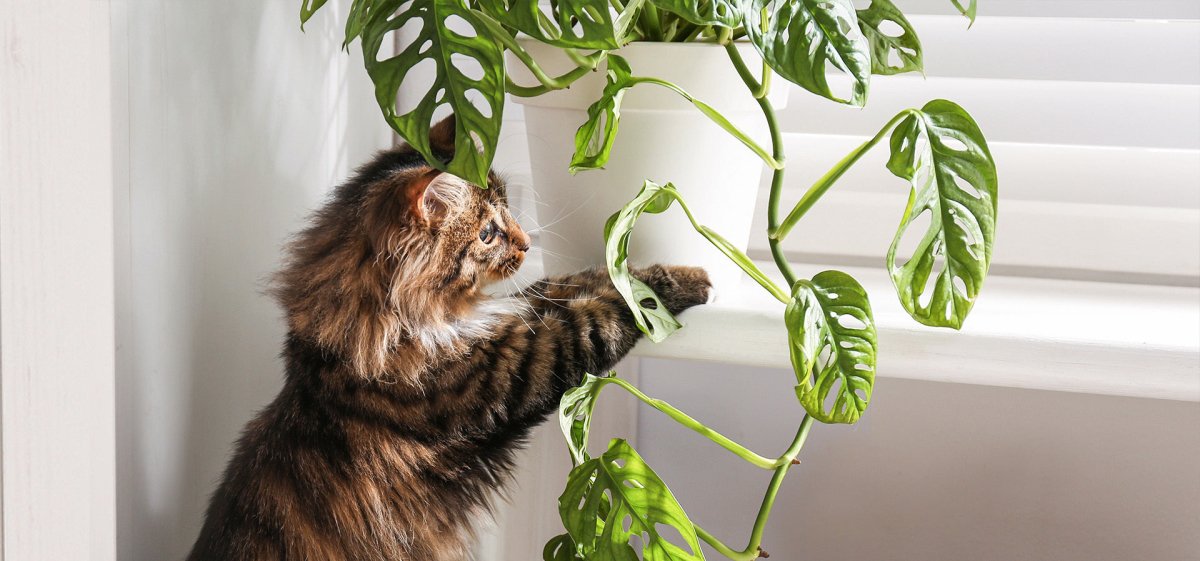 Katze mit Hauspflanze - Gefährliche Zimmerpflanzen für Hunde und Katzen
