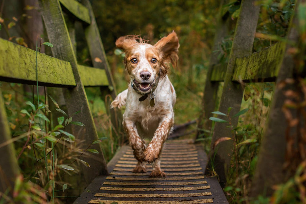 Rennender gesunder Hund  - Tipps bei Gelenkprobleme