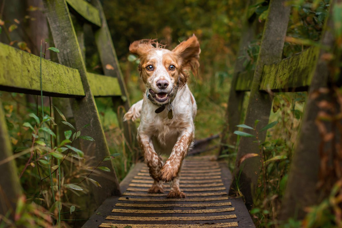 Rennender gesunder Hund  - Tipps bei Gelenkprobleme