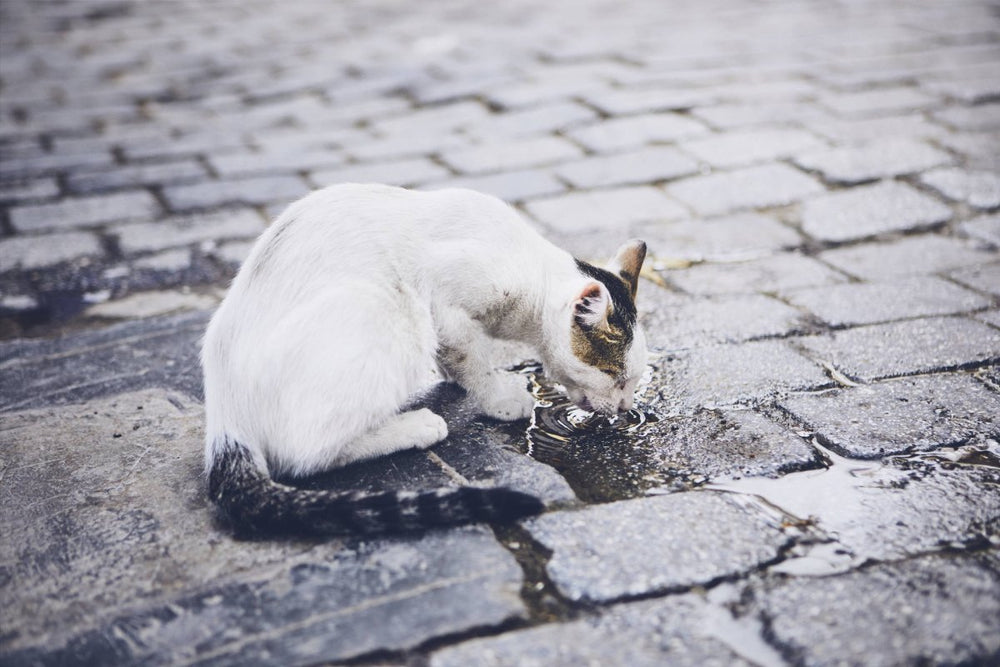 Katzen trinkt aus Pfütze - Giardien bei Katzen: Symptome, Ansteckung, Behandlung