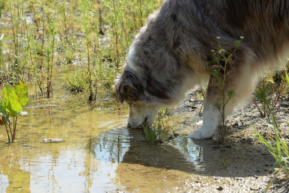 Hund trinkt aus Pfütze - Symptome von Giardien bei Hunden erkennen und behandeln
