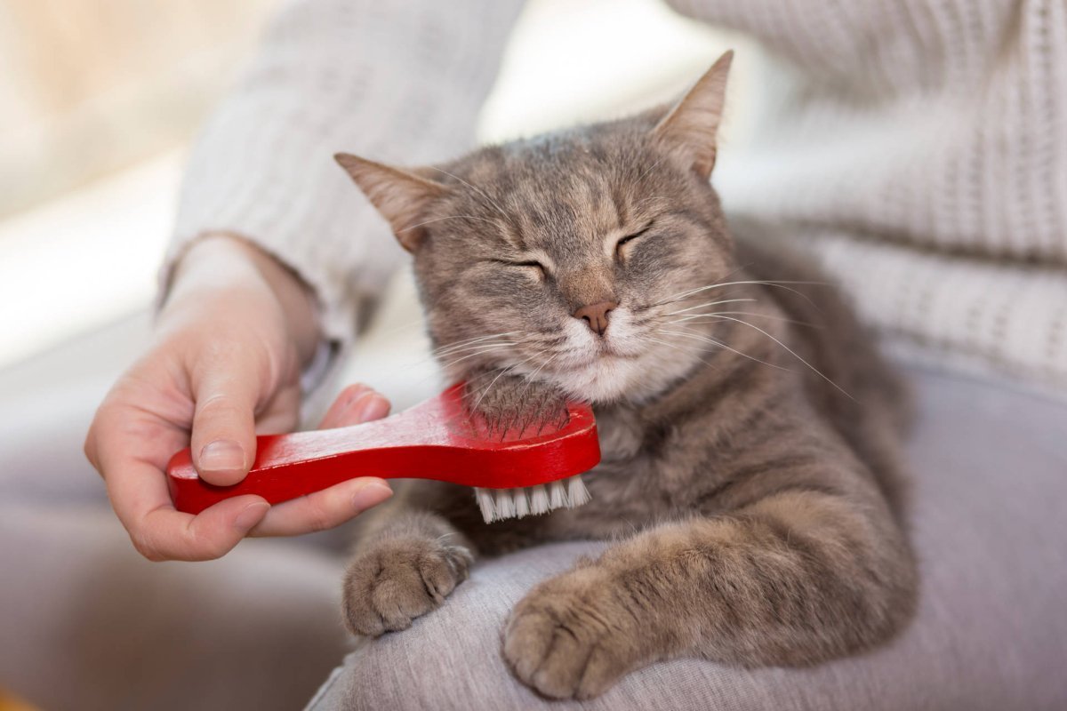 Katze wird gebürstet - Haarausfall bei Katzen: Warum verliert deine Katze so viele Haare?