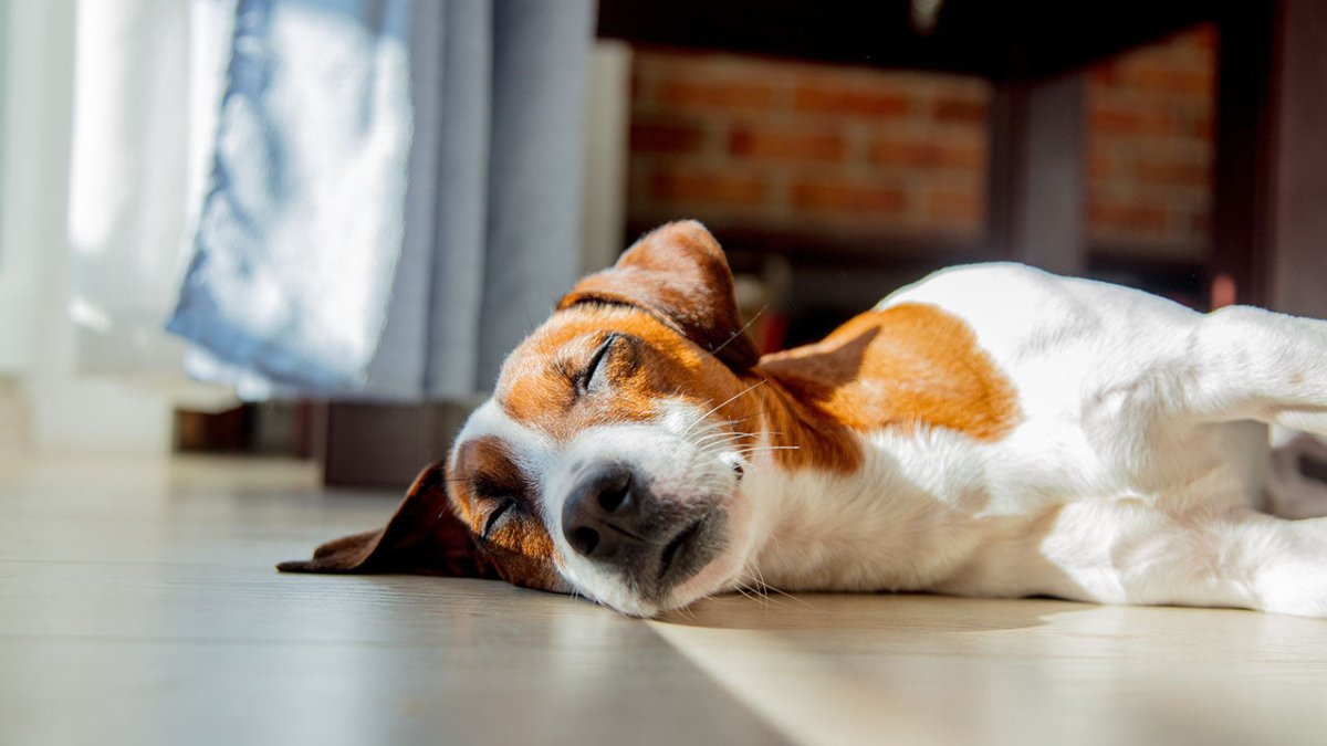 Schlafender Hund - die Bedeutung von der  Schlafposition: Entspannung oder bereit für Action