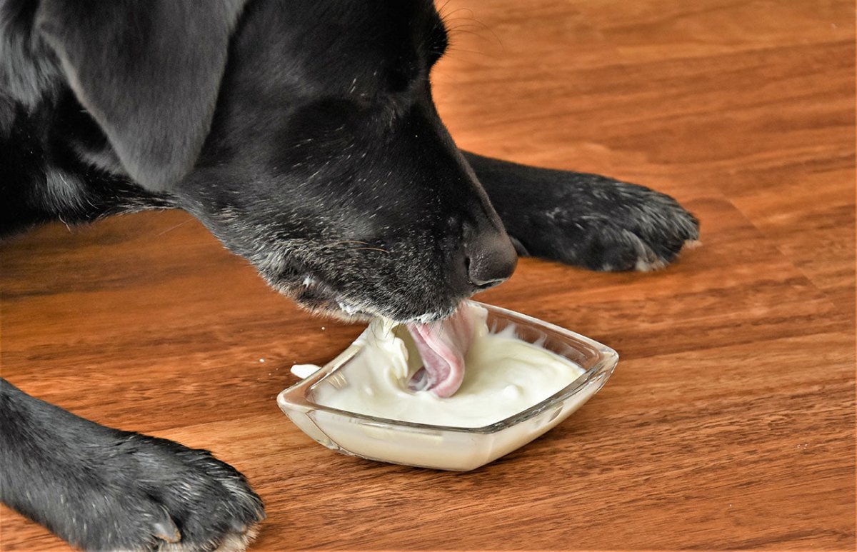 Hund isst Joghurt - Wie gesund ist Joghurt für Hunde?