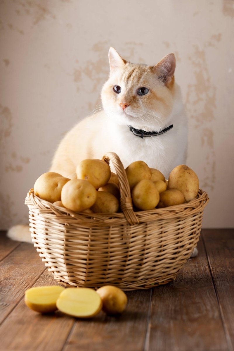 Katze mit Schale von Kartoffeln: sind sie für Ernährung erlaubt oder gefährlich?