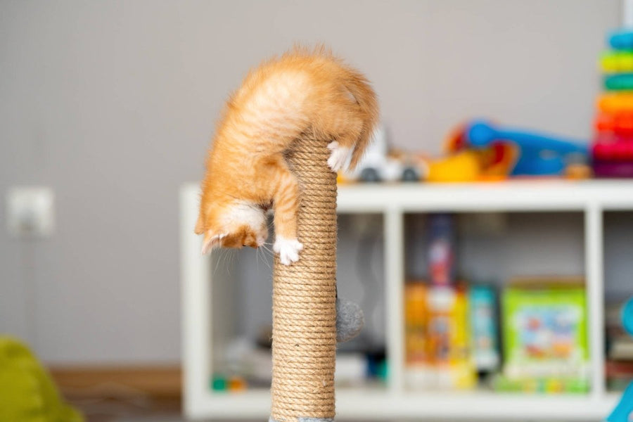 Katze am Kratzbaum. Warum Katzen kratzen an Möbel und Türen, und was kann man dagegen tun.