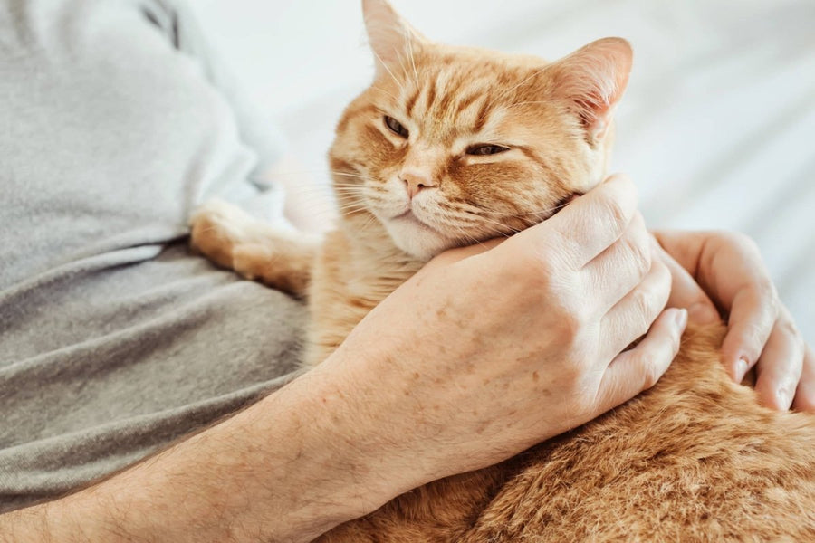 Katze kuschelt auf Schoß. Warum schnurrt dein Kätzchen.