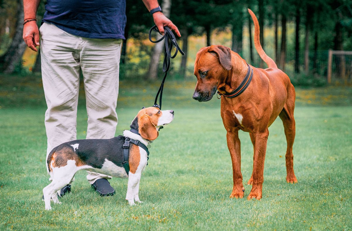 Zwei Hunde schnüffeln sich an - Körpersprache: Schwanzwedeln, Ohren, Augenkontakt und Haltung