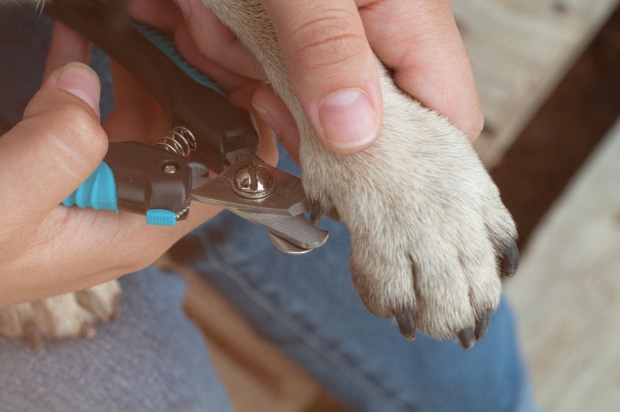 Krallen bei Hunden – warum sie so wichtig sind