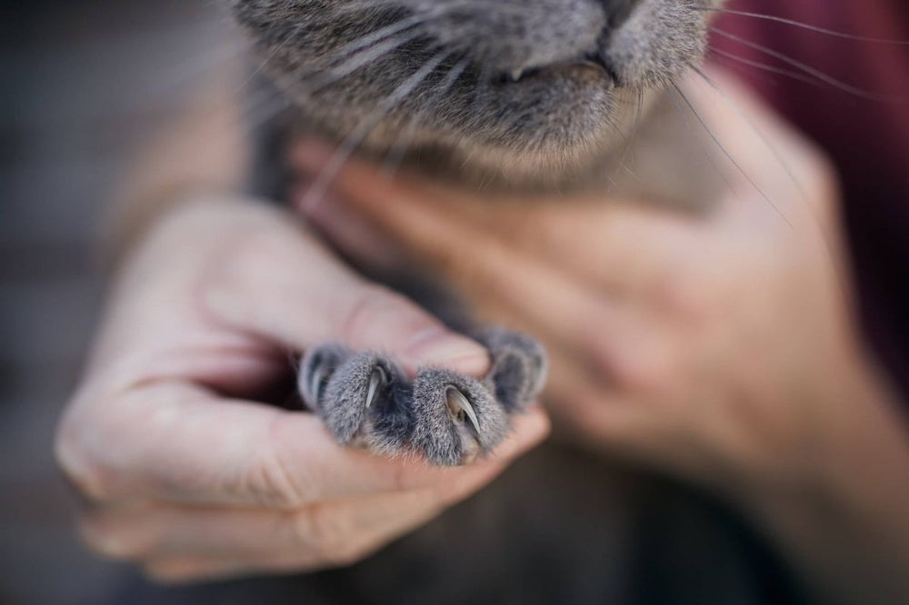 Wie oft bei Katzen Krallen schneiden. Wie macht man richtig. Häufige Probleme dabei.