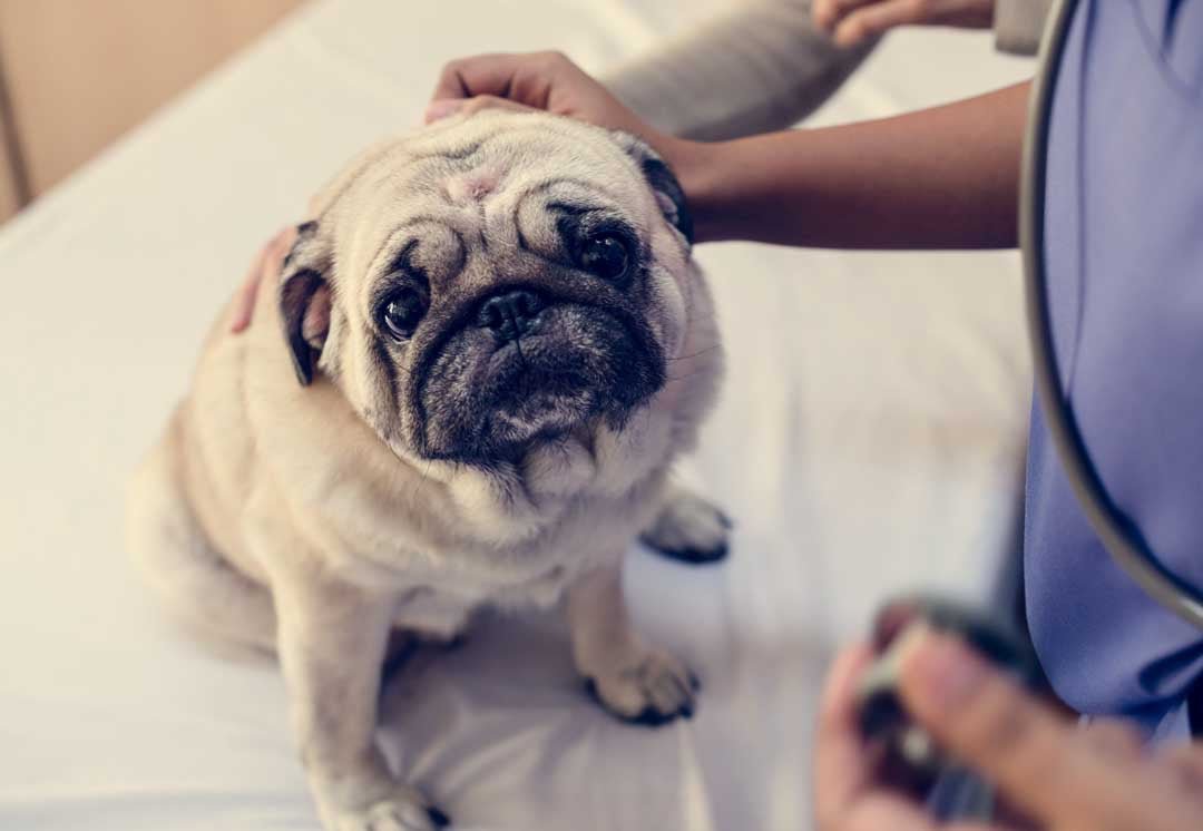 Kurze Schnauze, großes Leid: Die Wahrheit über Mops, Französische Bulldogge & Co - ALPHAZOO