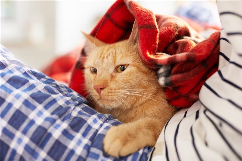 Kranker Kater kuschelt - Magenprobleme bei Katzen: Ursachen, Symptome