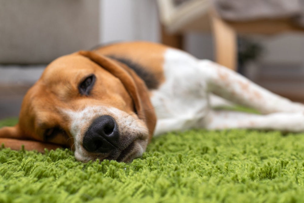 Hund liegt mit Schmerzen - Tipps bei Magenprobleme