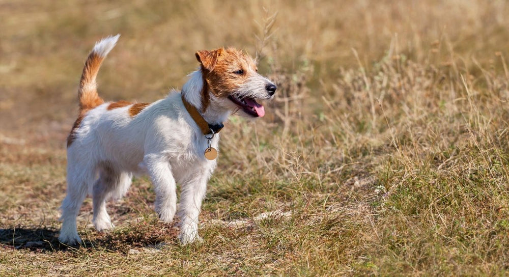 Hund läuft frei - alles zum Milbenschutz