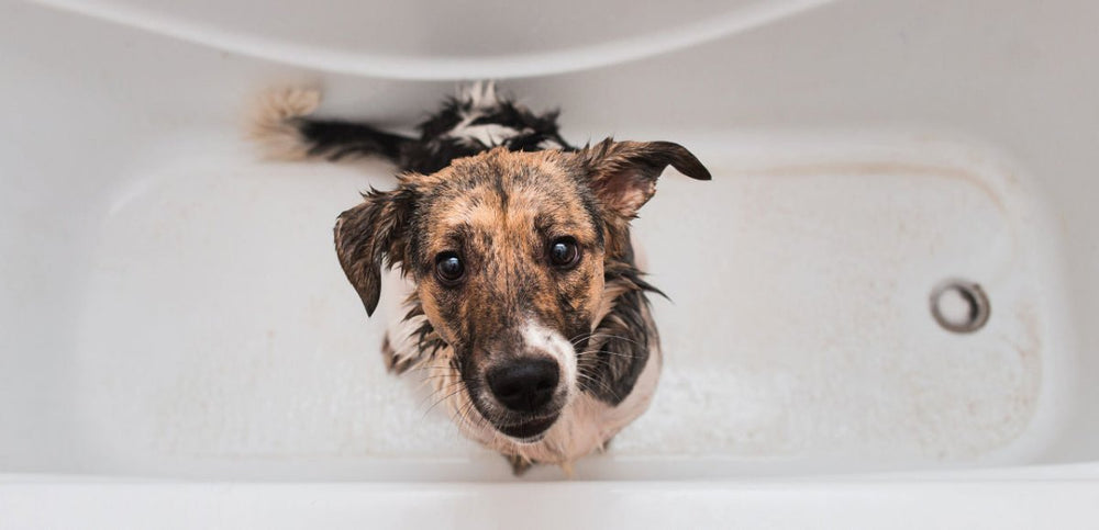 Hund mit nassem Fell in der Badewanne - Hunde waschen