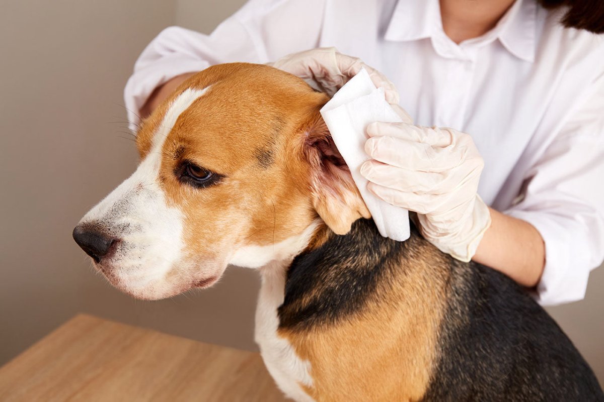 Frau reinigt Hund die Ohren - richtige Ohrenpflege für Hunde