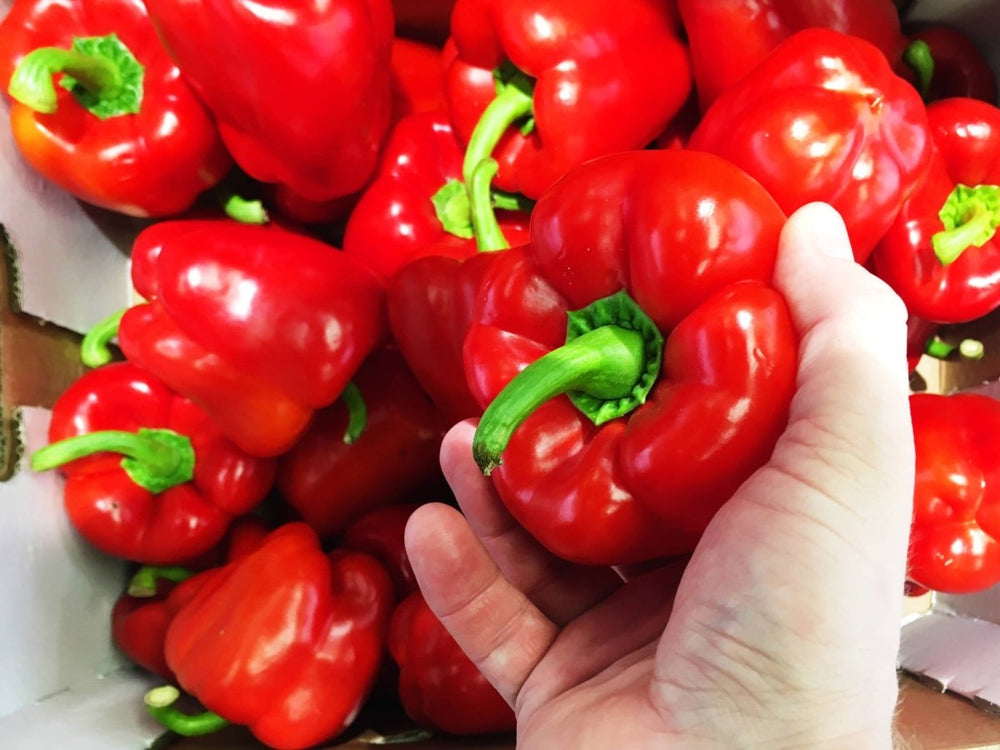 Rote Paprika in der Hand - darf Hund  Paprika essen?