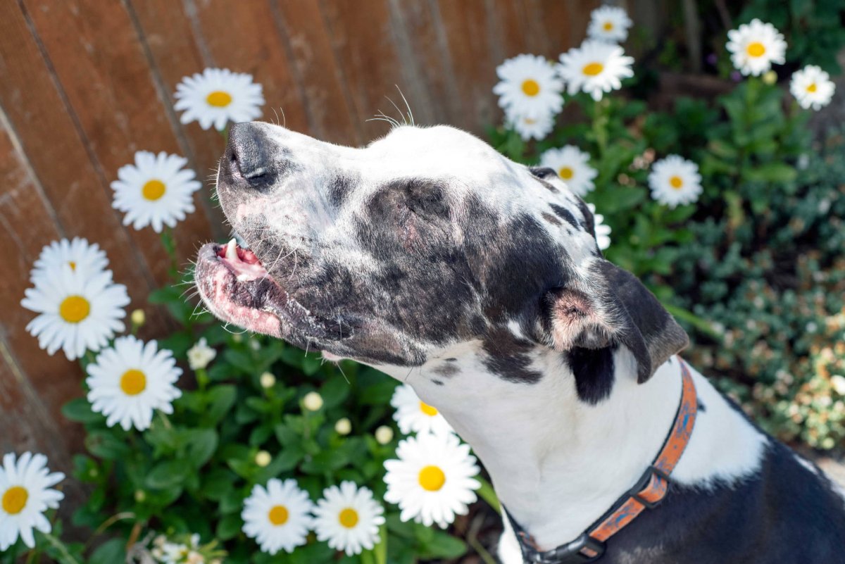 Hund nießt in Blumen - Pollenallergie beim Hund: Symptome, Behandlung und Tipps für Allergiker-Hunde