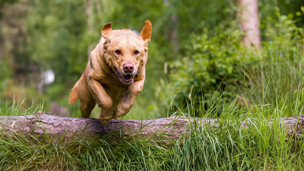 Pubertät bei Hunden - Rebellion der Junghunde - ALPHAZOO