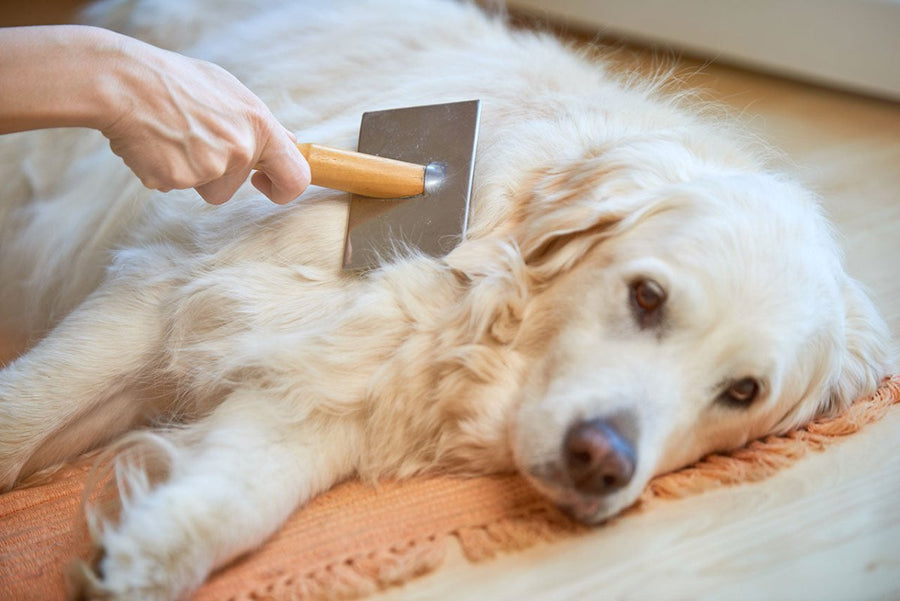 Hund wird gebürstet - Tipps gegen Schuppen bei Hund