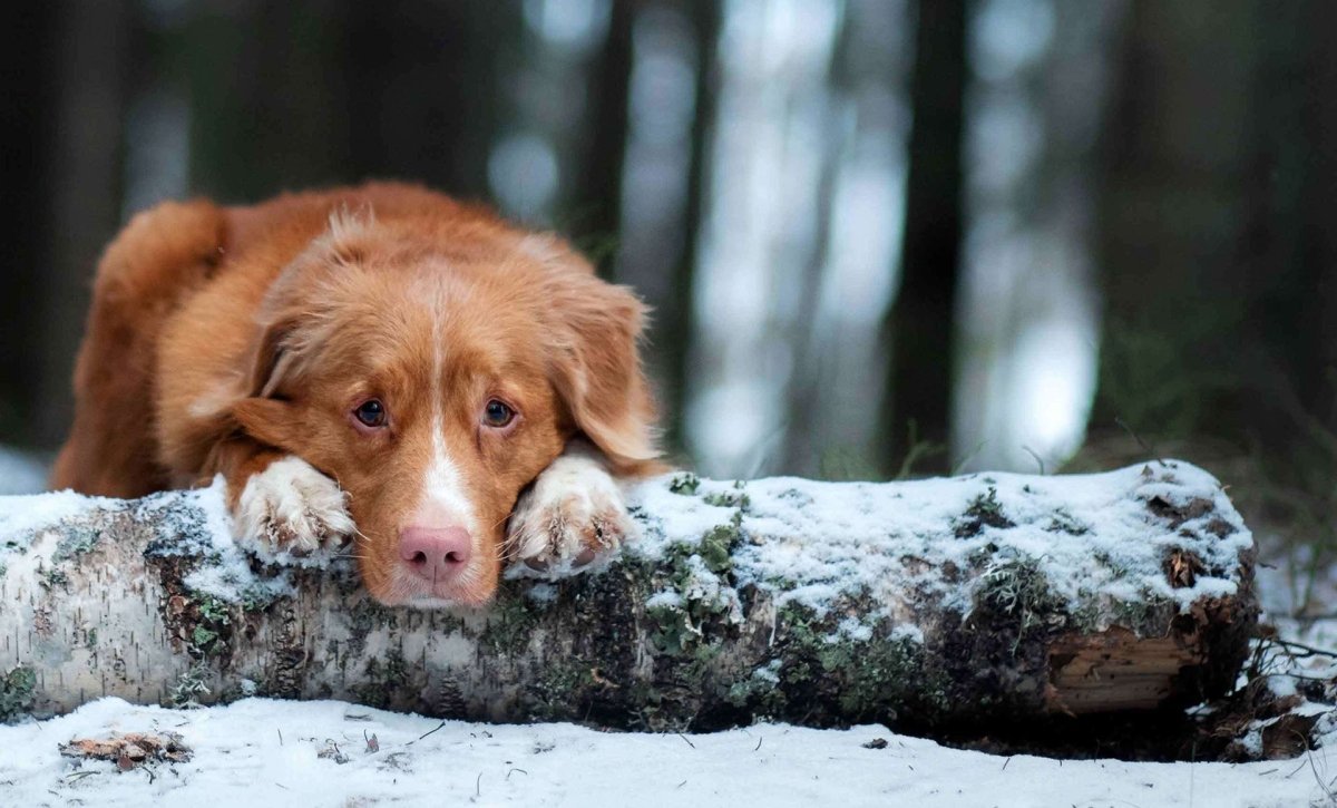 Frierender Hund mit traurigem Blick - Ergänzungsfutter für die kalten Tage