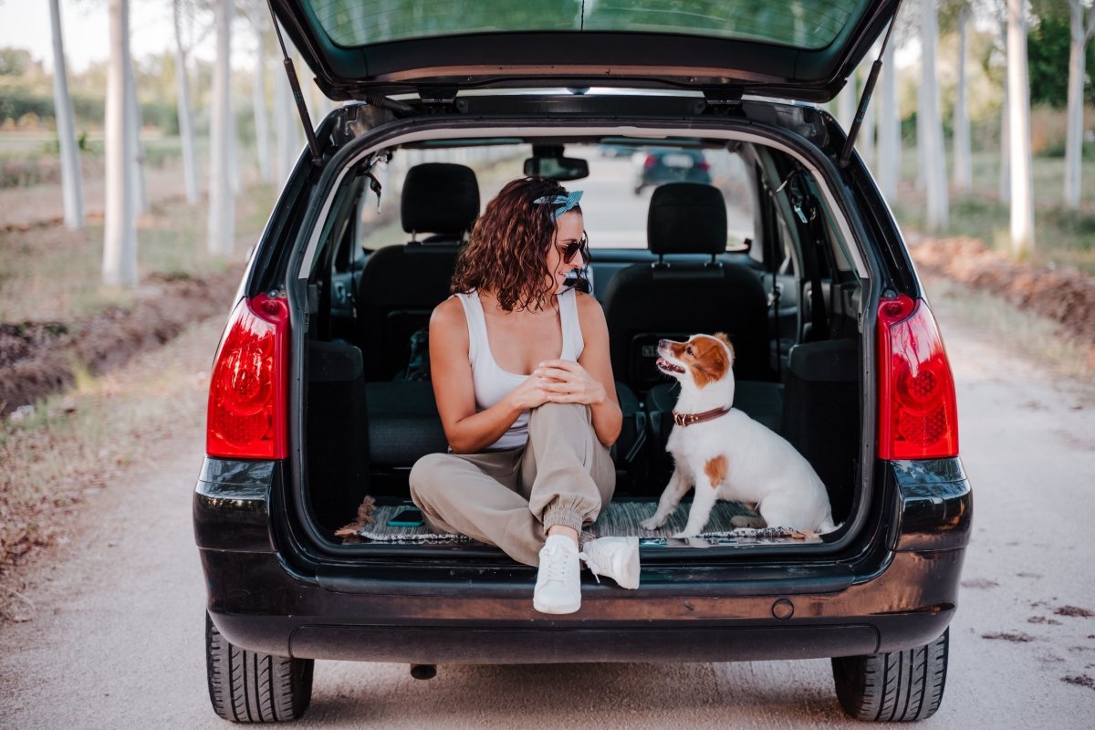 Sicheres Autofahren mit Hund – Darauf solltest du achten - ALPHAZOO