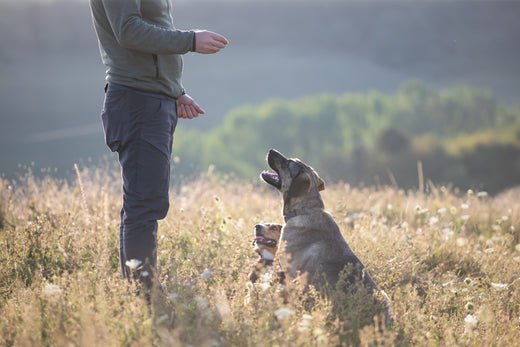 Sitz! So lernt dein Hund das Kommando im Handumdrehen - ALPHAZOO