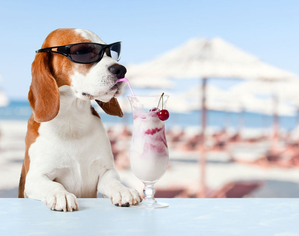 Hund mit Sonnenbrille trinkt Milchcocktail am Pool - Dürfen Hunde Milch trinken?