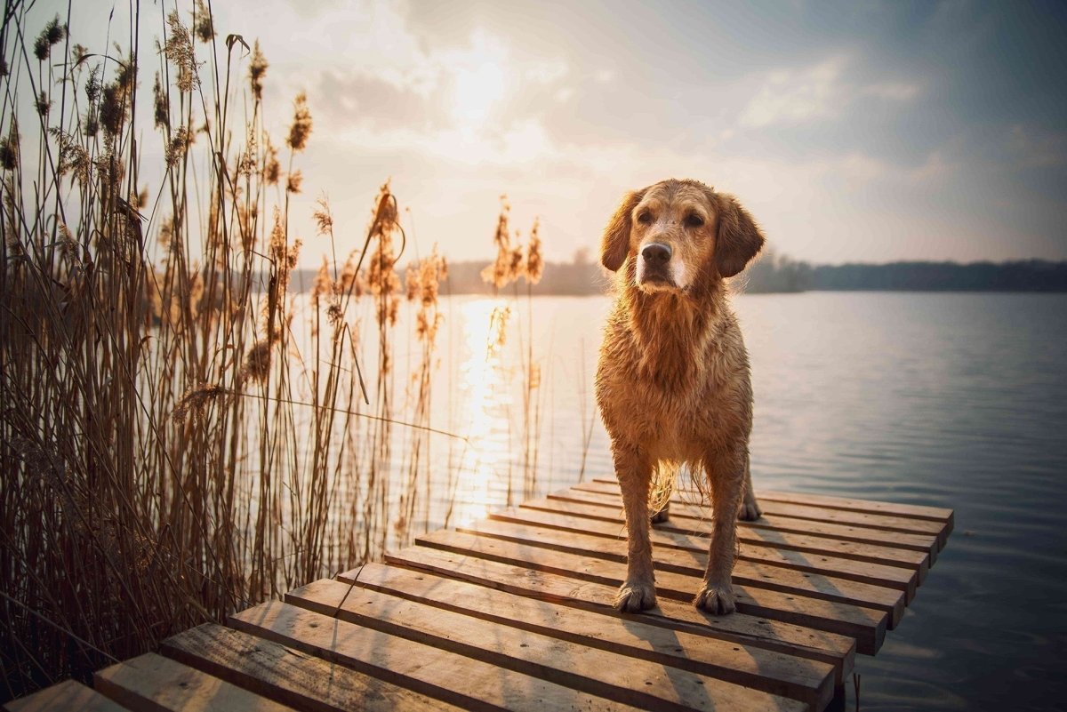 Hund am See im Sommer - Warum hecheln Hunde?