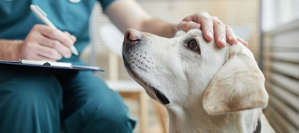 Tierarzt blickt auf Labrador - Staupe beim Hund – Die virale Infektionskrankheit - Symptomen und Spätfolgen