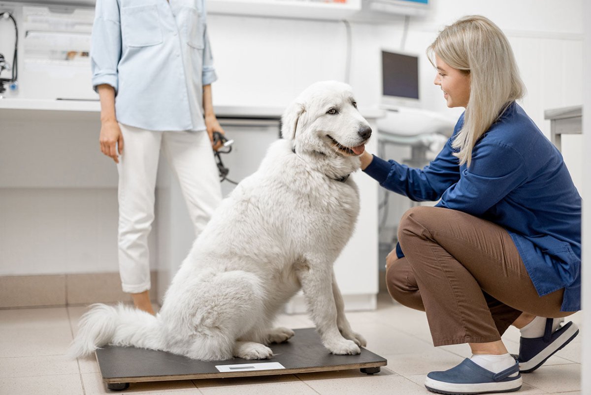 Tierarzt kontrolliert Gewicht von Hund - Übergewicht bei Hund und Katze: Ursachen, Gefahren und Tipps zum Abnehmen