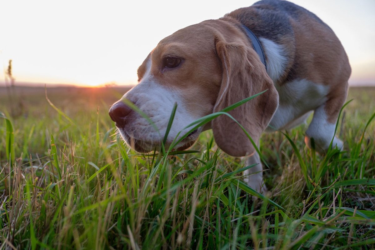 Hund auf dem Feld - Warum frisst mein Hund Gras