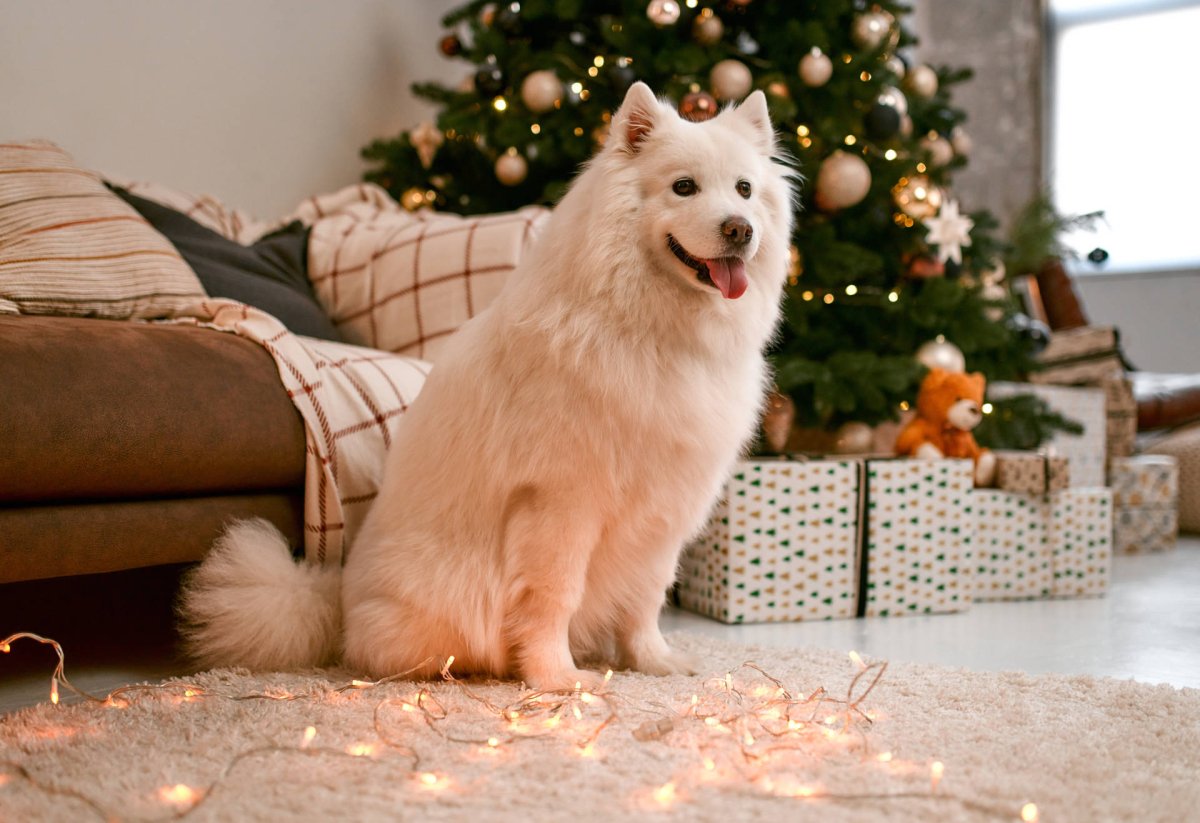 Hund sitzt neben Weihnachtsgeschenk. Weihnachtsbaum und Deko hundesicher machen. Stress während der Feiertage reduzieren.