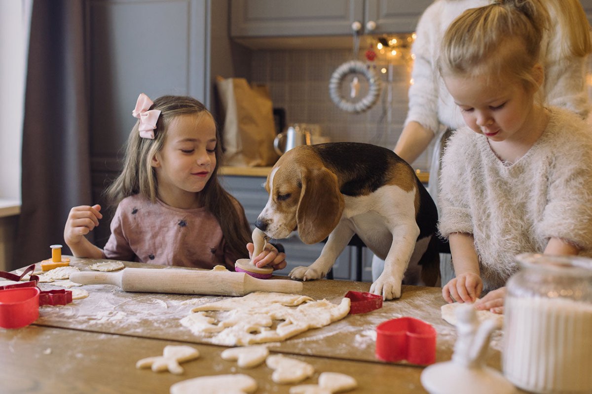 Weihnachtsgebäck für Hunde und Katzen: Alles zu Zimt und Hundekeksen - ALPHAZOO