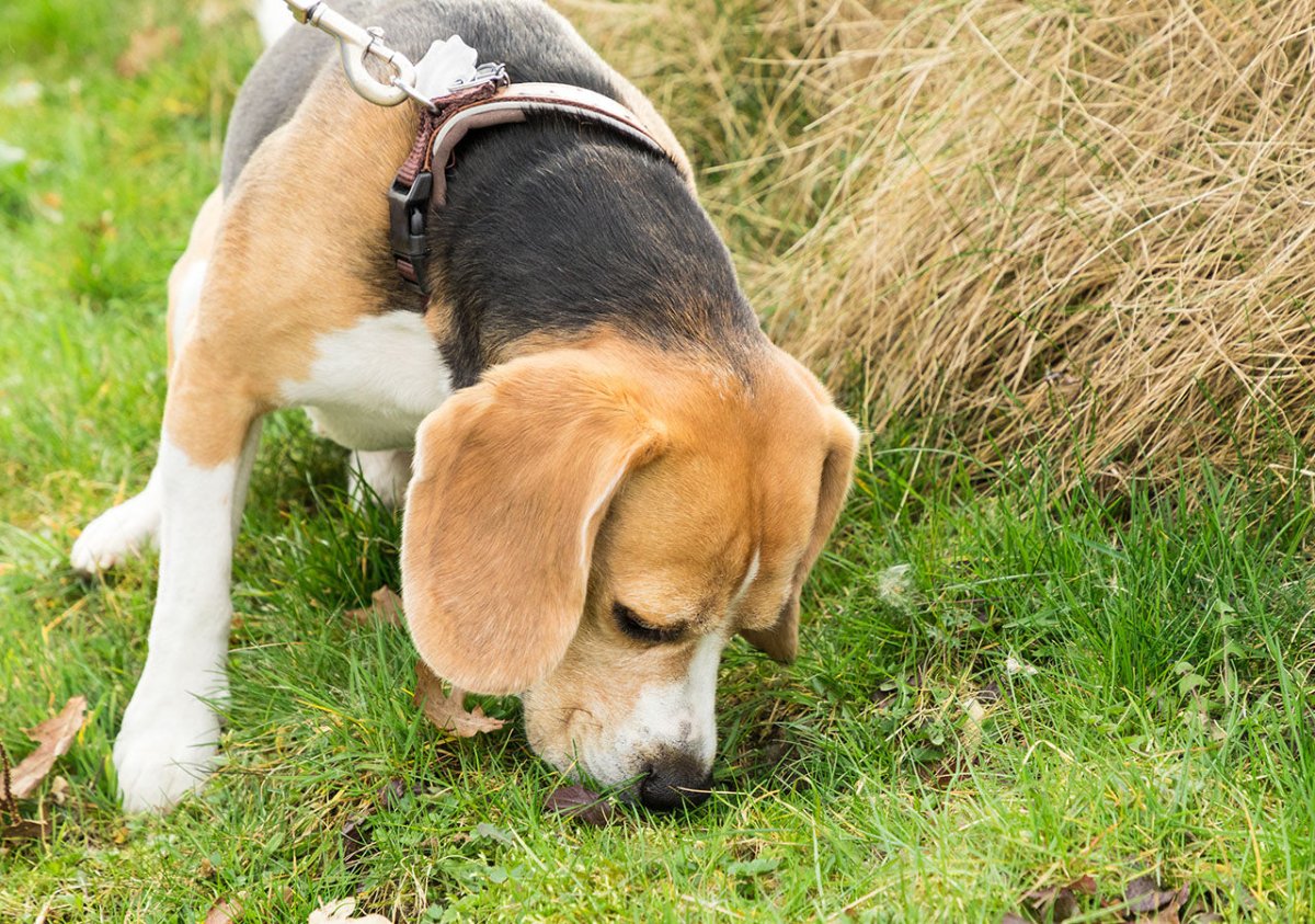 Hund frisst Kot - Ursachen und Lösungen von Koprophagie