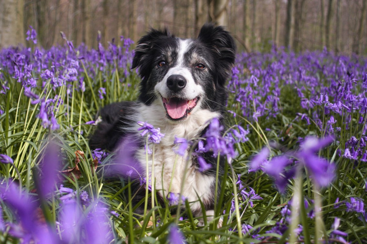 Hund sitzt im Blumenfeld