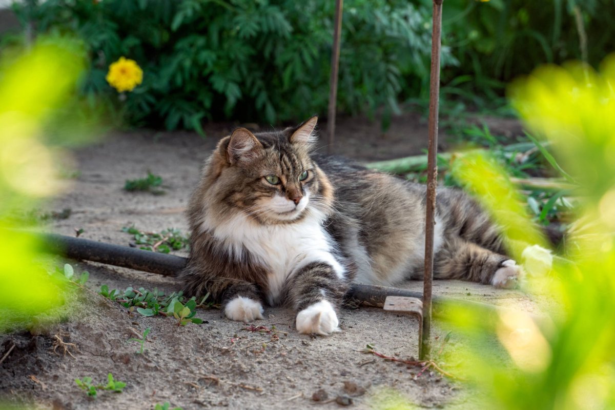 Katze liegt im Busch - Würmer bei Katzen: Symptome, Wurmkur, Arten