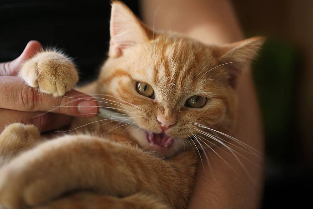 Katze wird Zähne geputzt. Zahnpflege, wie machen, wie oft. Häufige Zahnprobleme.