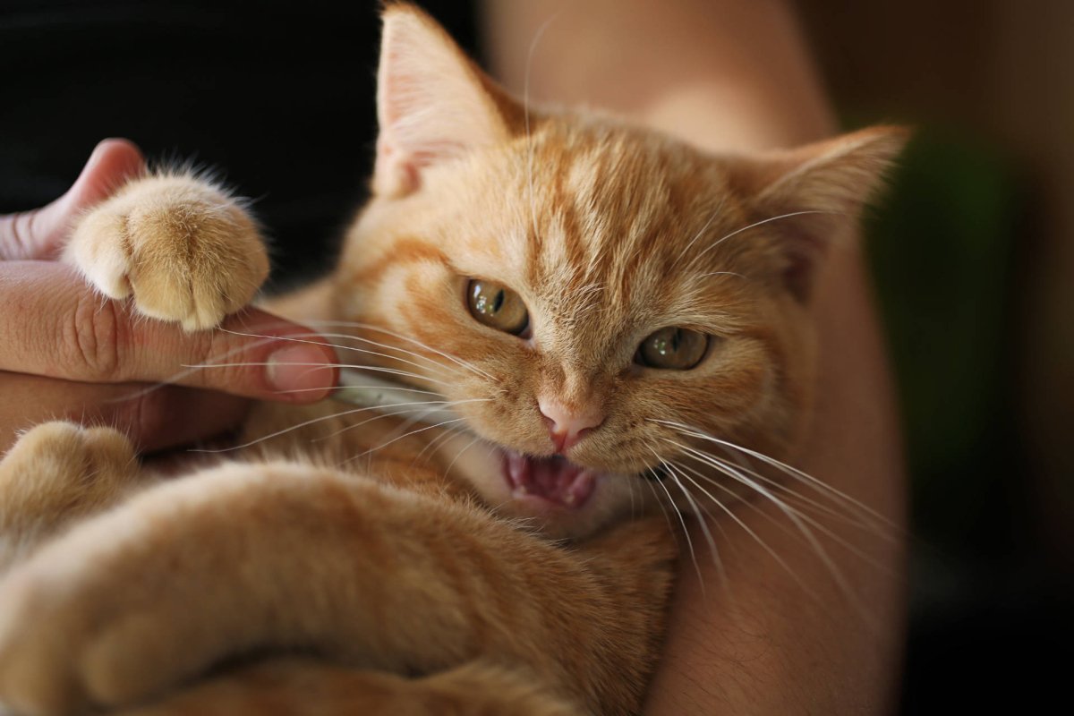 Katze wird Zähne geputzt. Zahnpflege, wie machen, wie oft. Häufige Zahnprobleme.